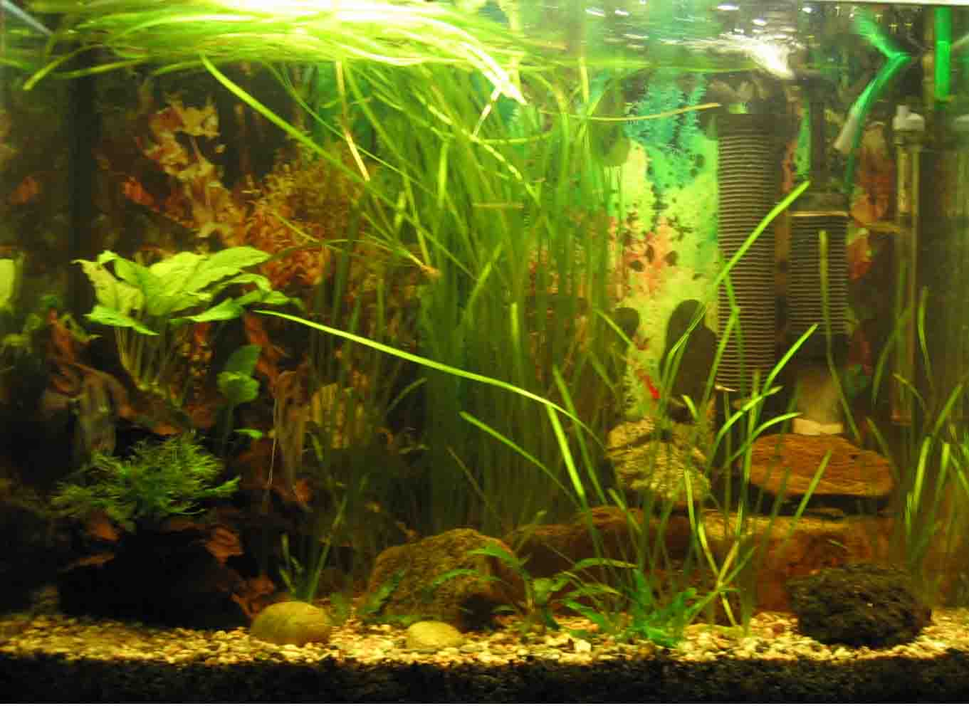 &copy; Zierfischfreunde Immenhausen-Holzhausen Aufgenommen am 21.6.2006